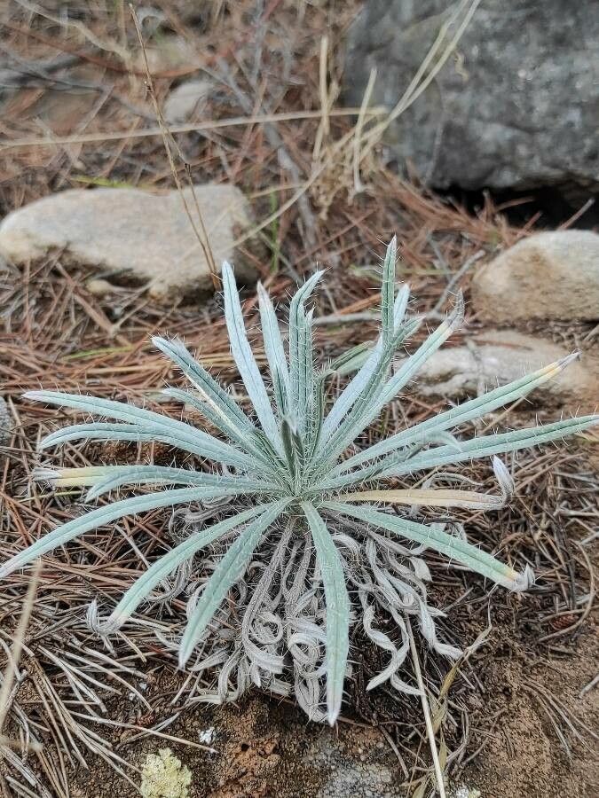 Pseudognaphalium microcephalum — search result for 'Pseudognaphalium'