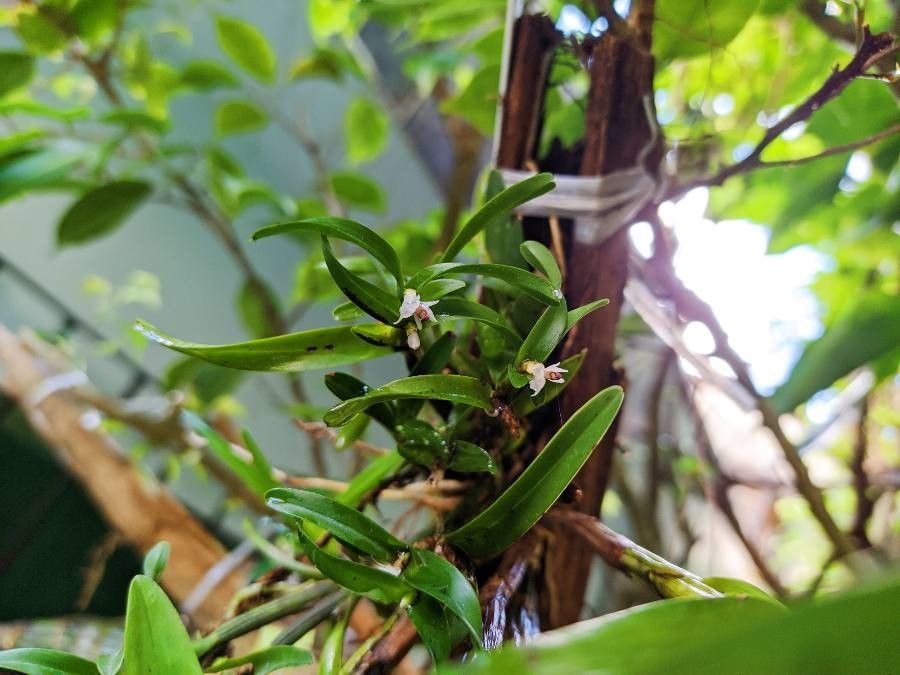 Scaphyglottis sickii flower