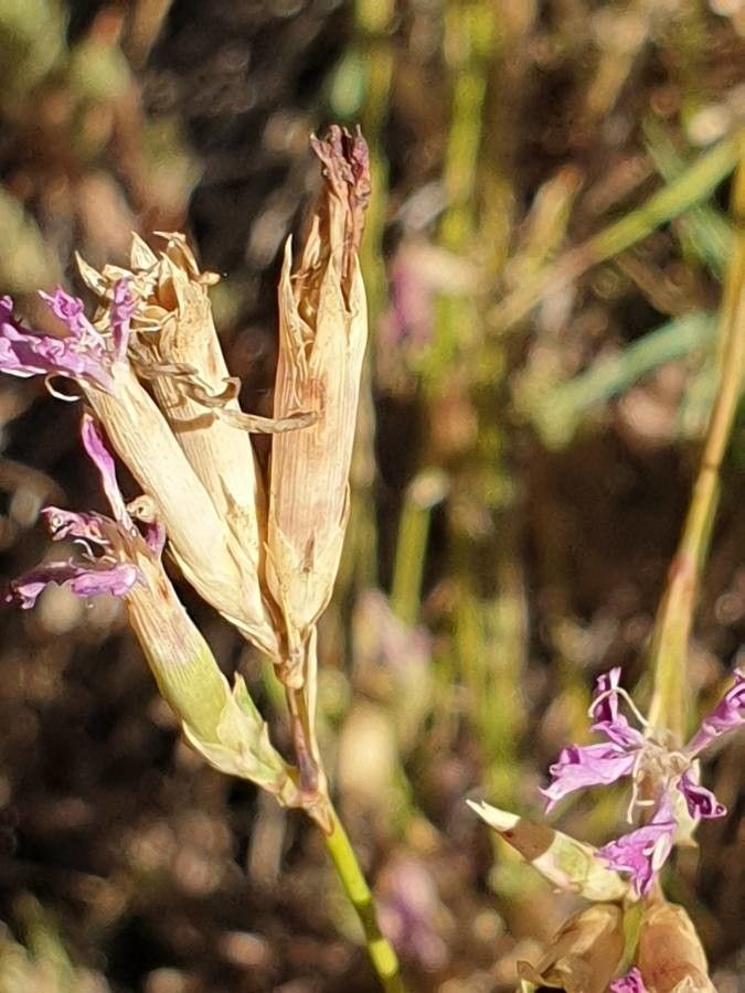 Dianthus graniticus fruit