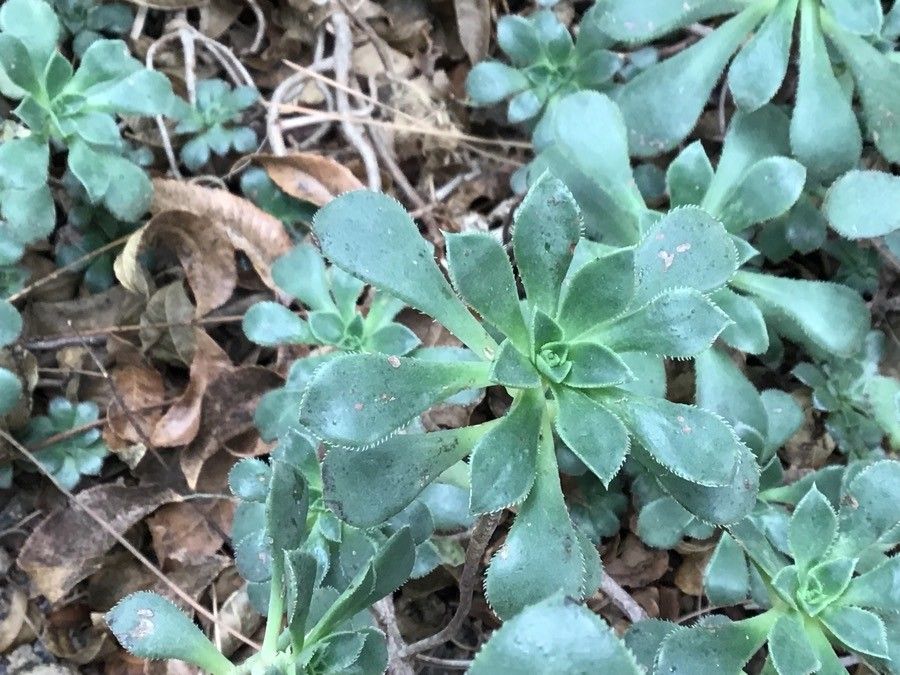 Aeonium volkeri — search result for 'Aeonium'