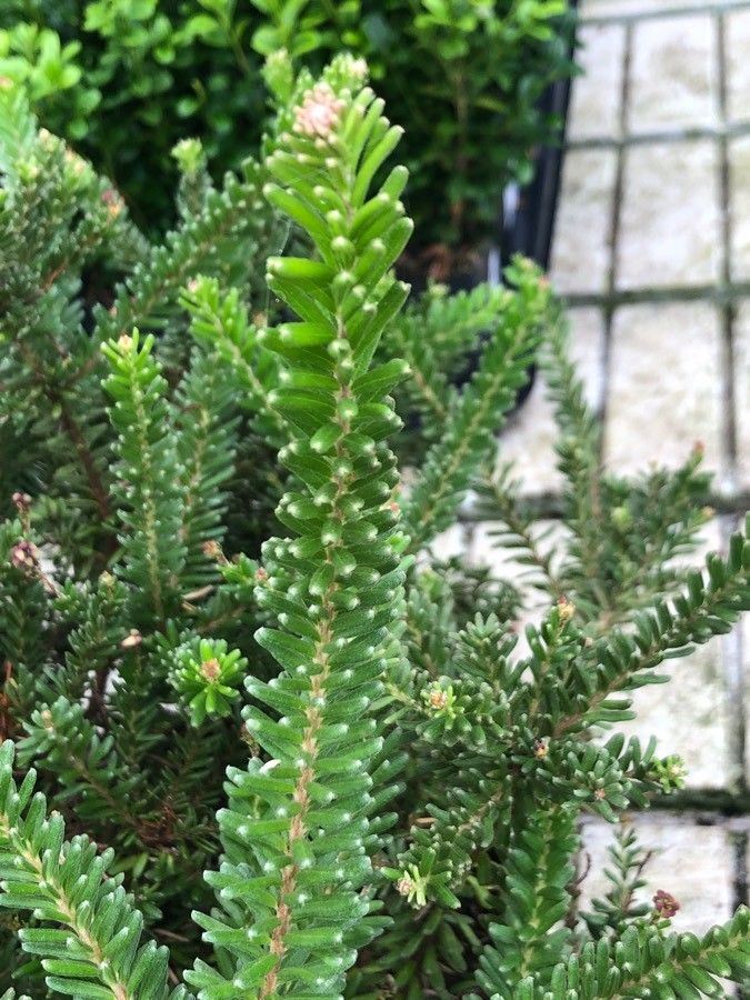 Grevillea lanigera — search result for 'Proteaceae'