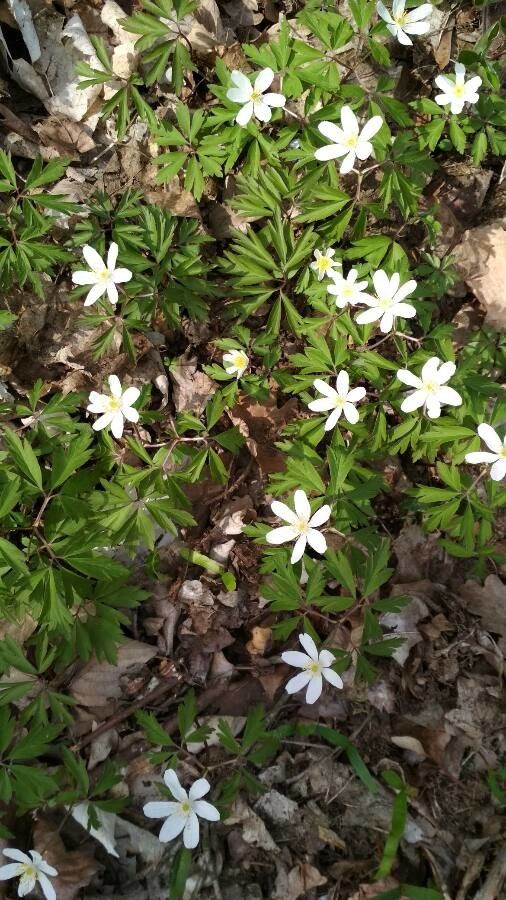 Anemone quinquefolia bark
