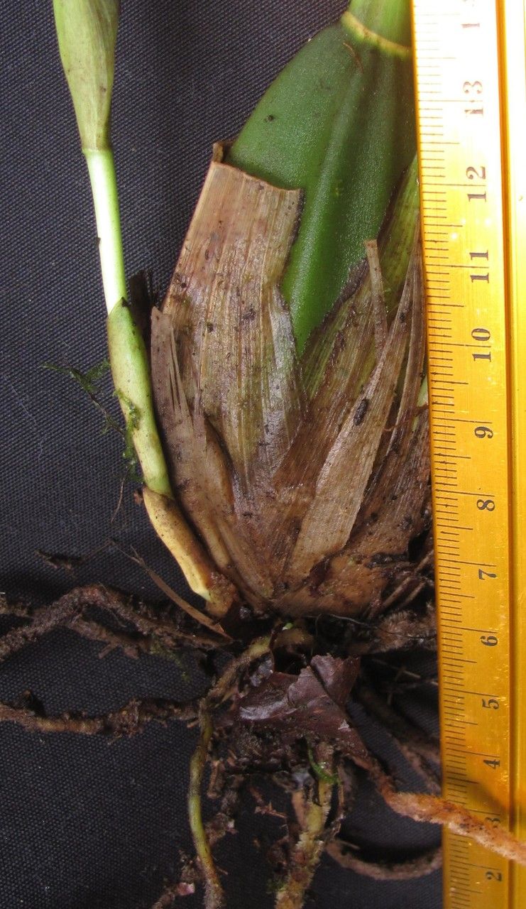 Lycaste puntarenasensis fruit