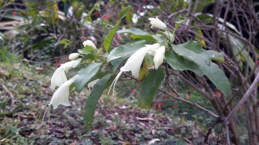 Oxera brevicalyx flower