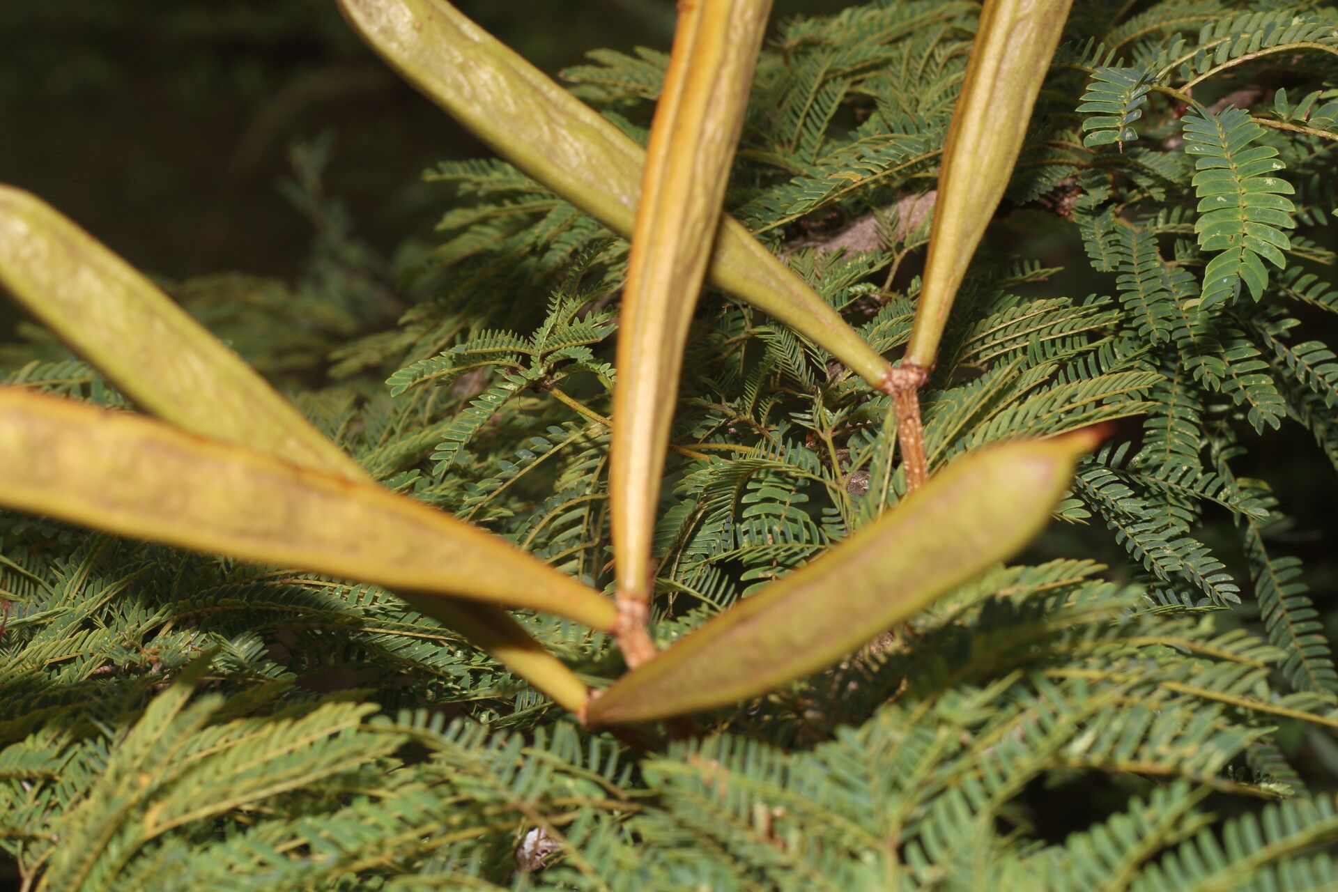 Calliandra rubescens leaf