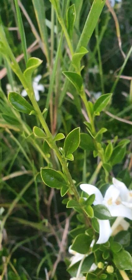 Turraea mombassana — houseplant care guide