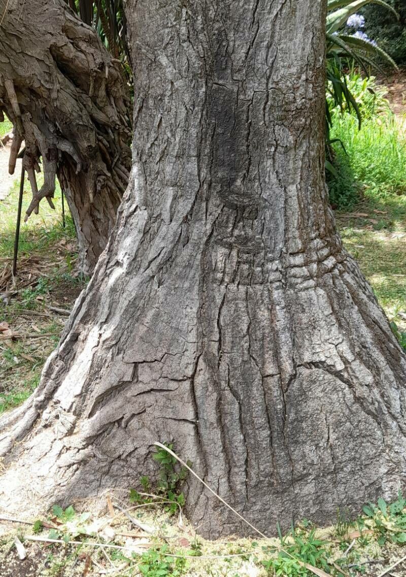 Nolina parviflora bark