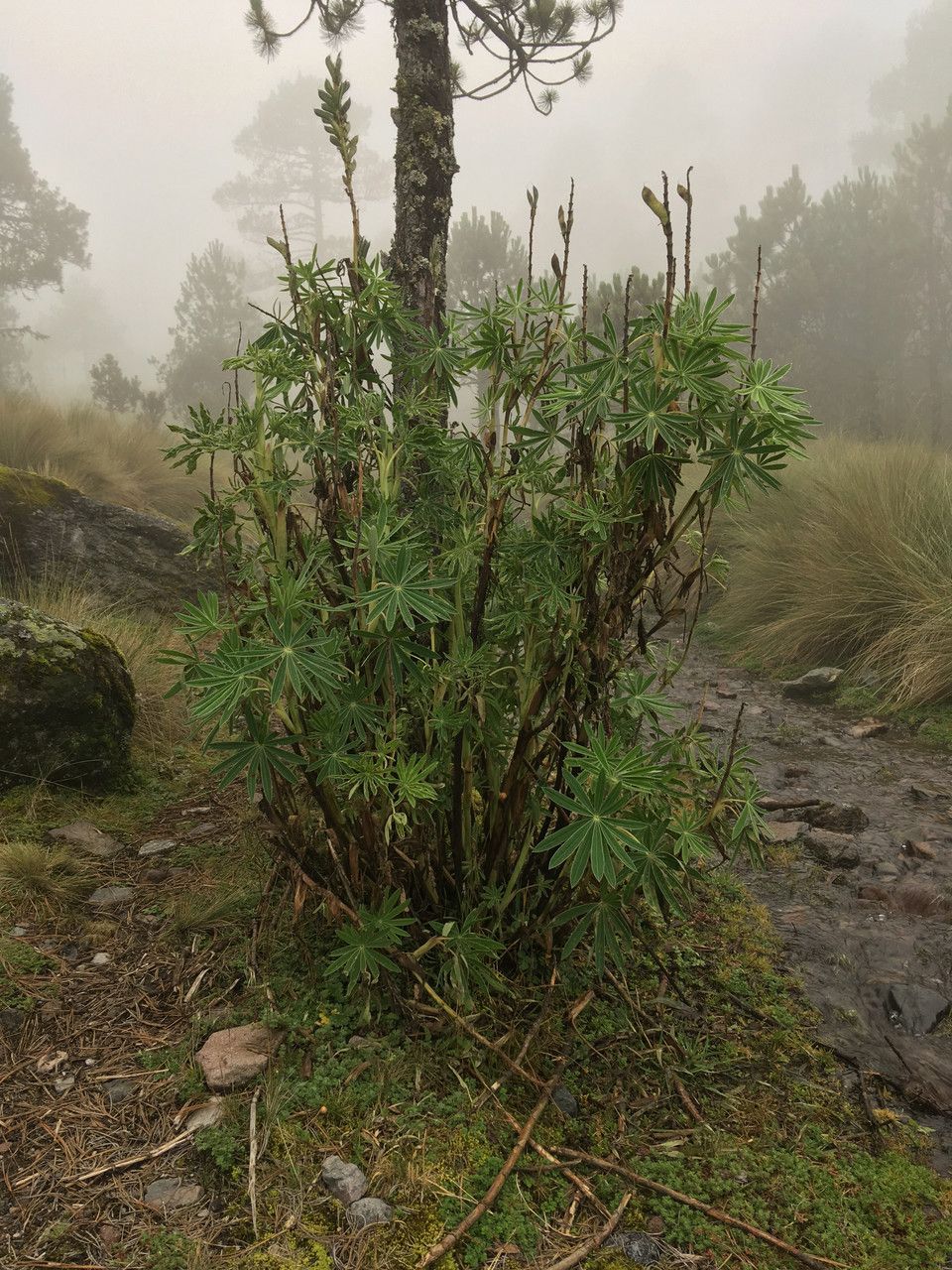 Lupinus montanus — search result for 'Lupinus'