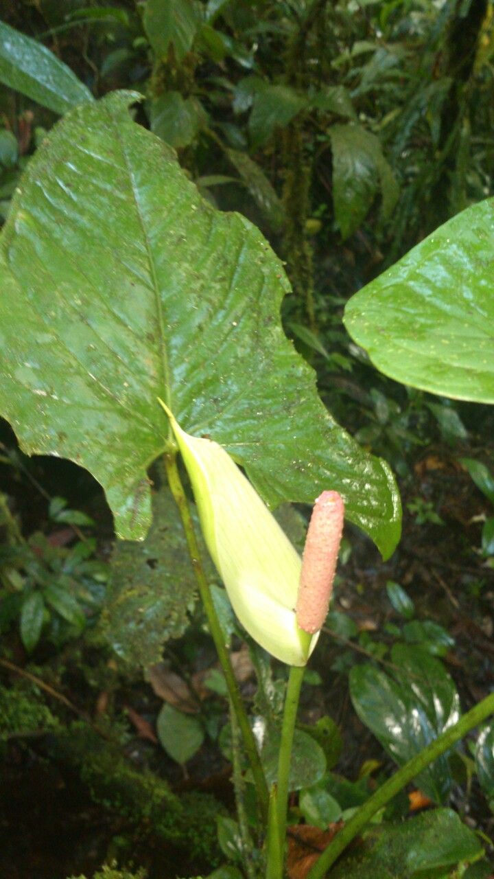 Anthurium formosum leaf