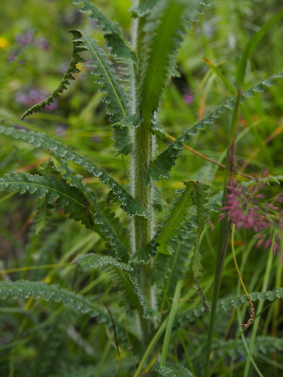 Pedicularis anserantha habit