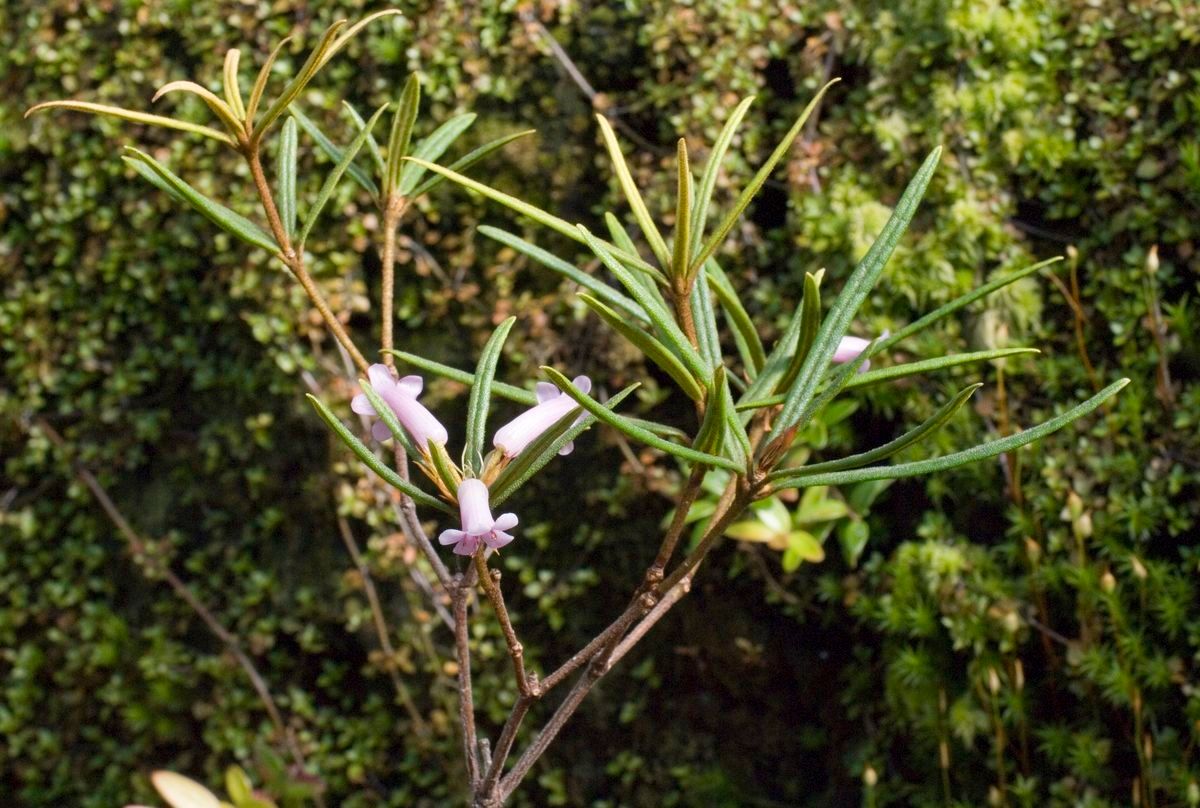 Rhododendron prainianum habit