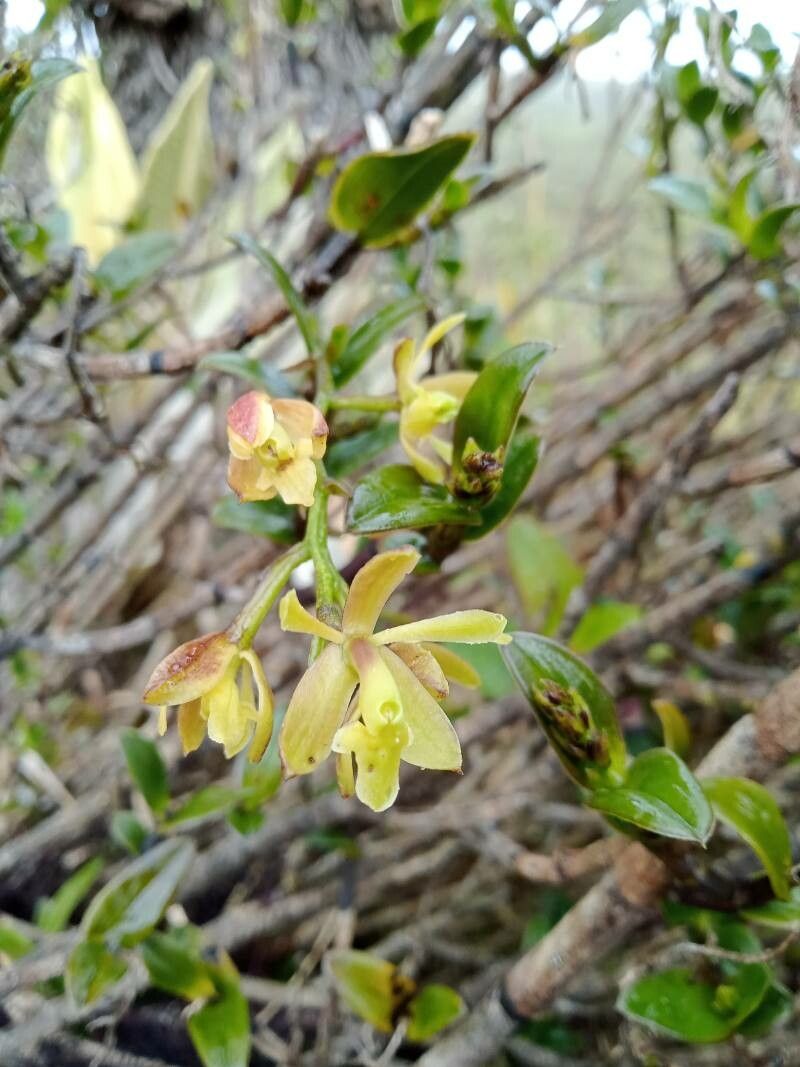 Epidendrum pittieri flower