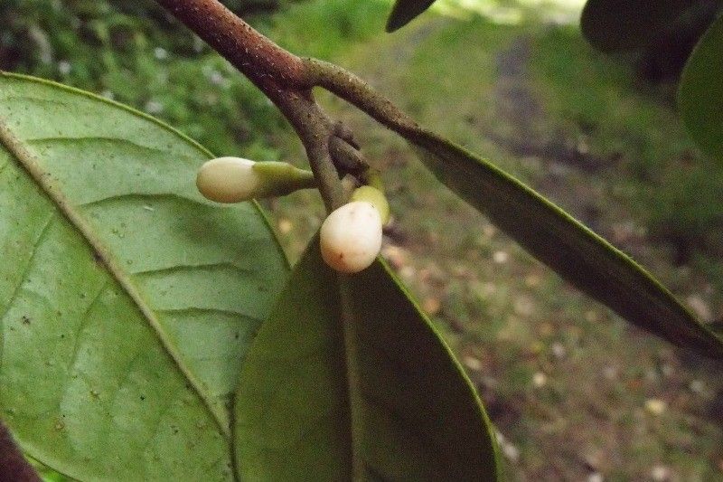 Turraea ovata flower