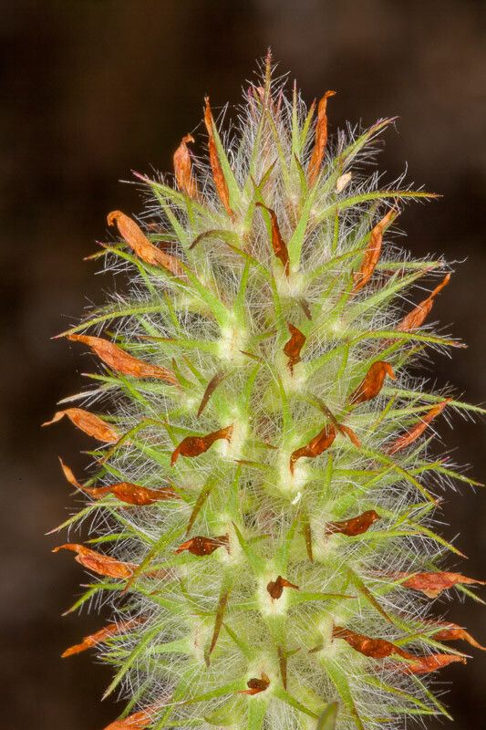 Trifolium angustifolium fruit