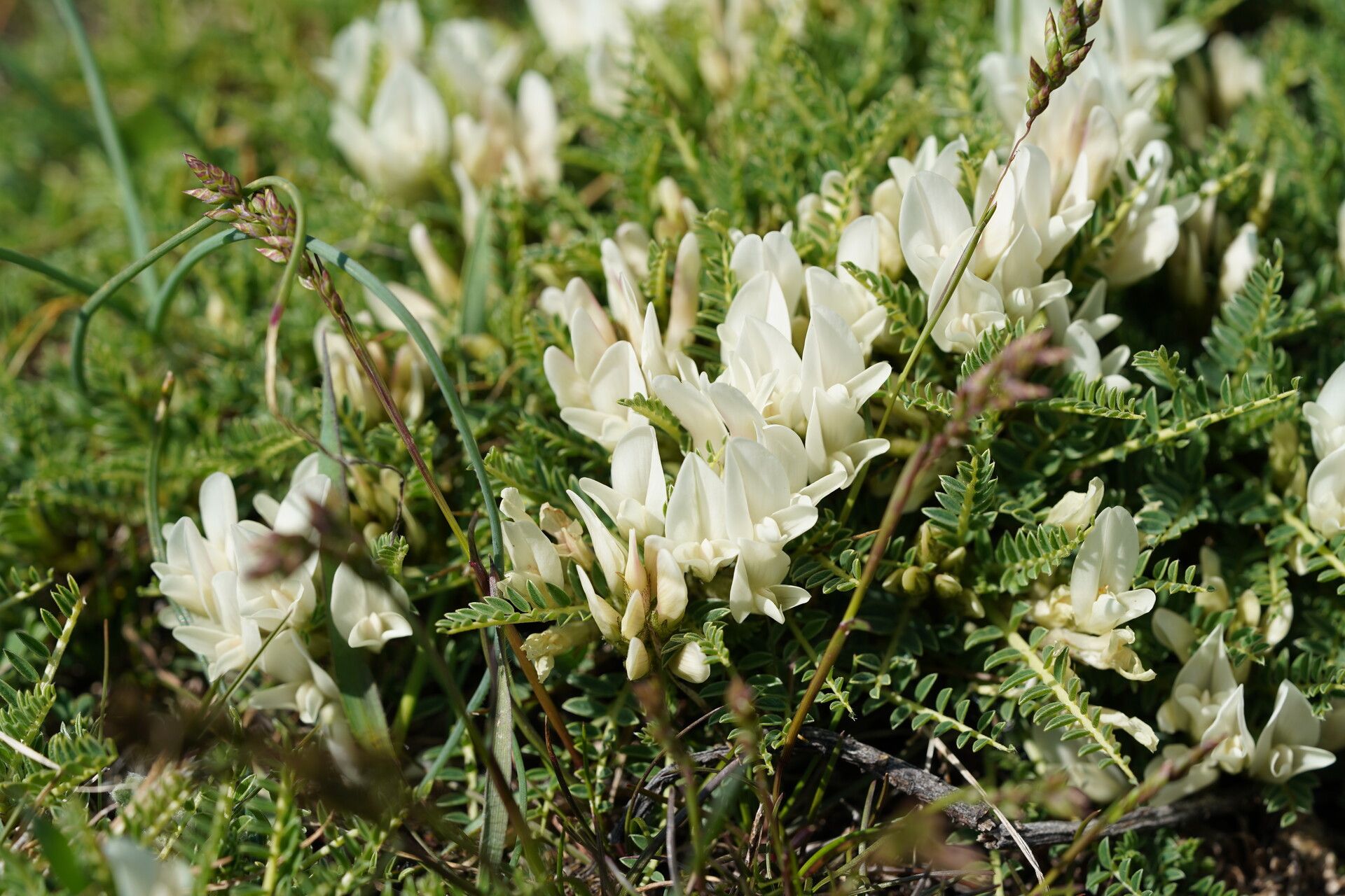 Astragalus croaticus flower