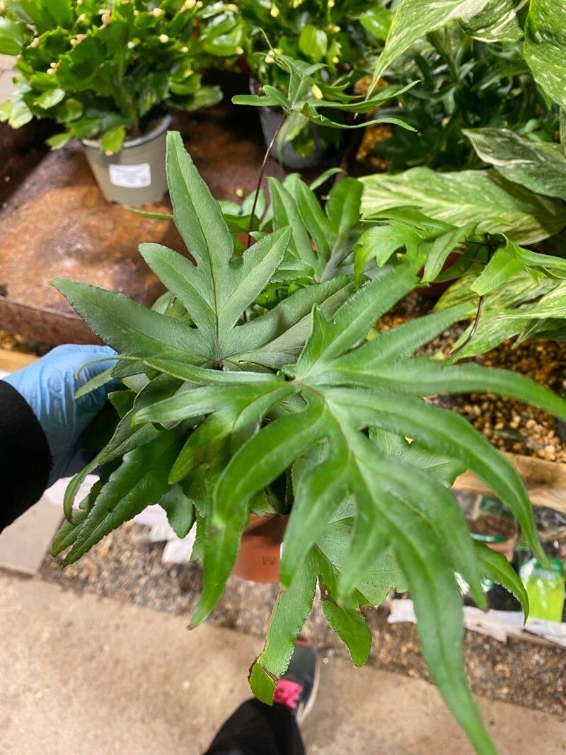 Doryopteris pedata — pet friendly houseplant