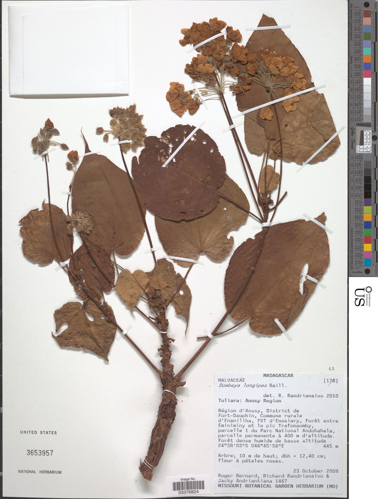 Dombeya longipes — houseplant care guide