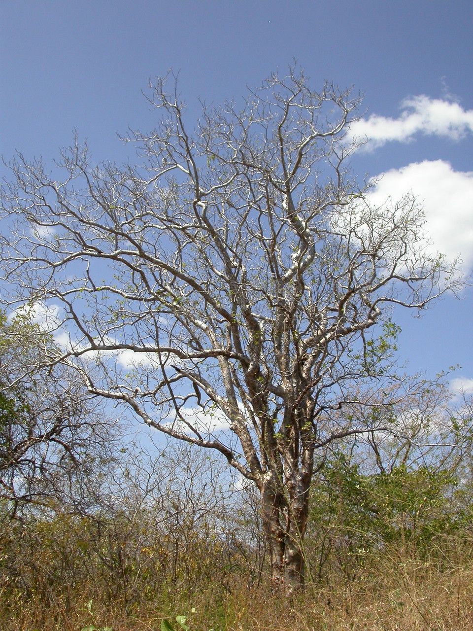 Commiphora leptophloeos habit