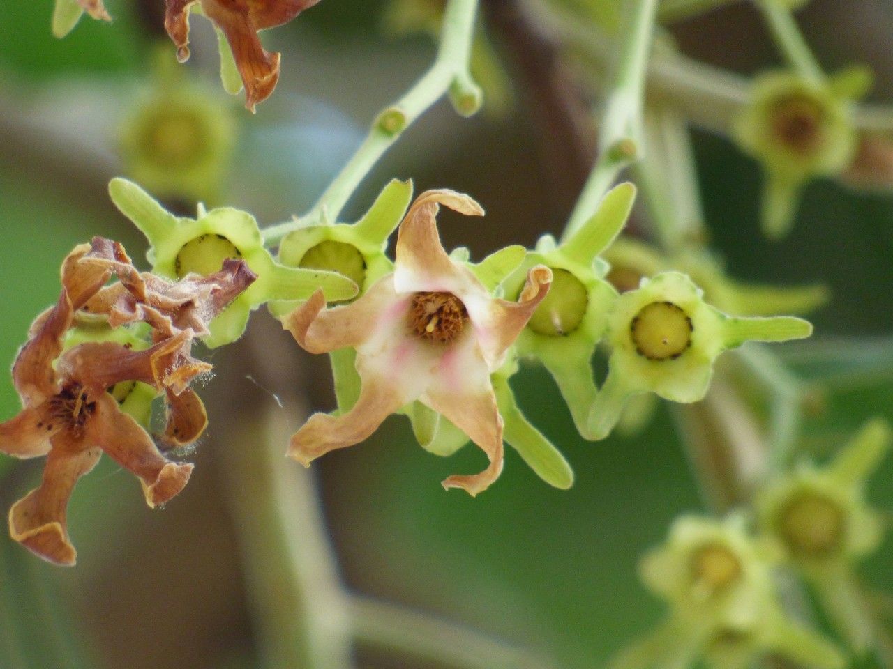 Dipterocarpus alatus flower