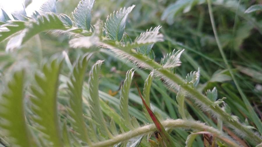 Potentilla anserina bark