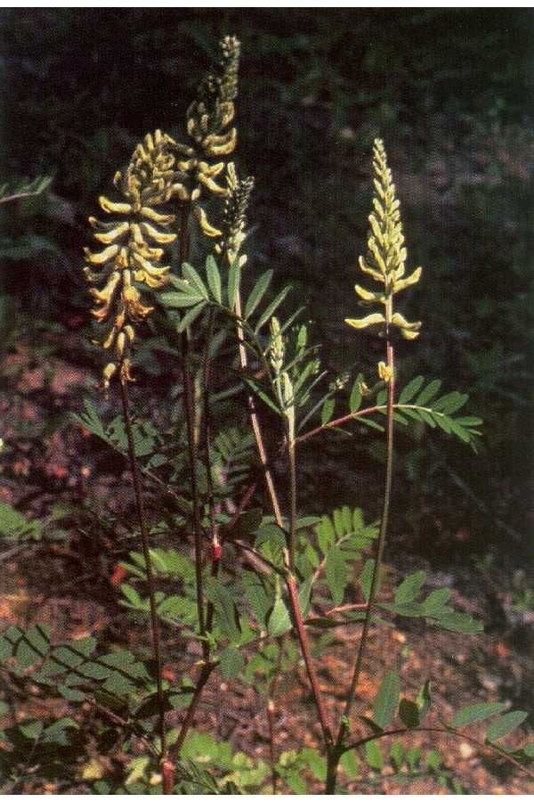 Astragalus canadensis habit