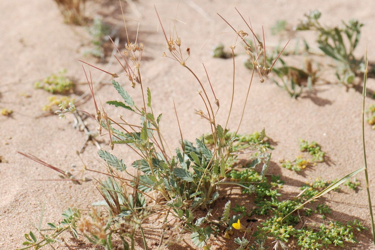 Monsonia nivea habit