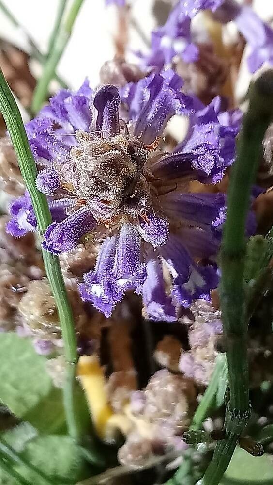 Phelipanche nana flower