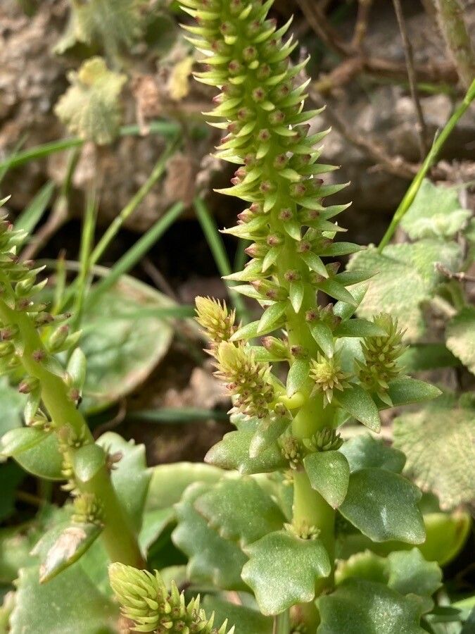 Umbilicus horizontalis leaf