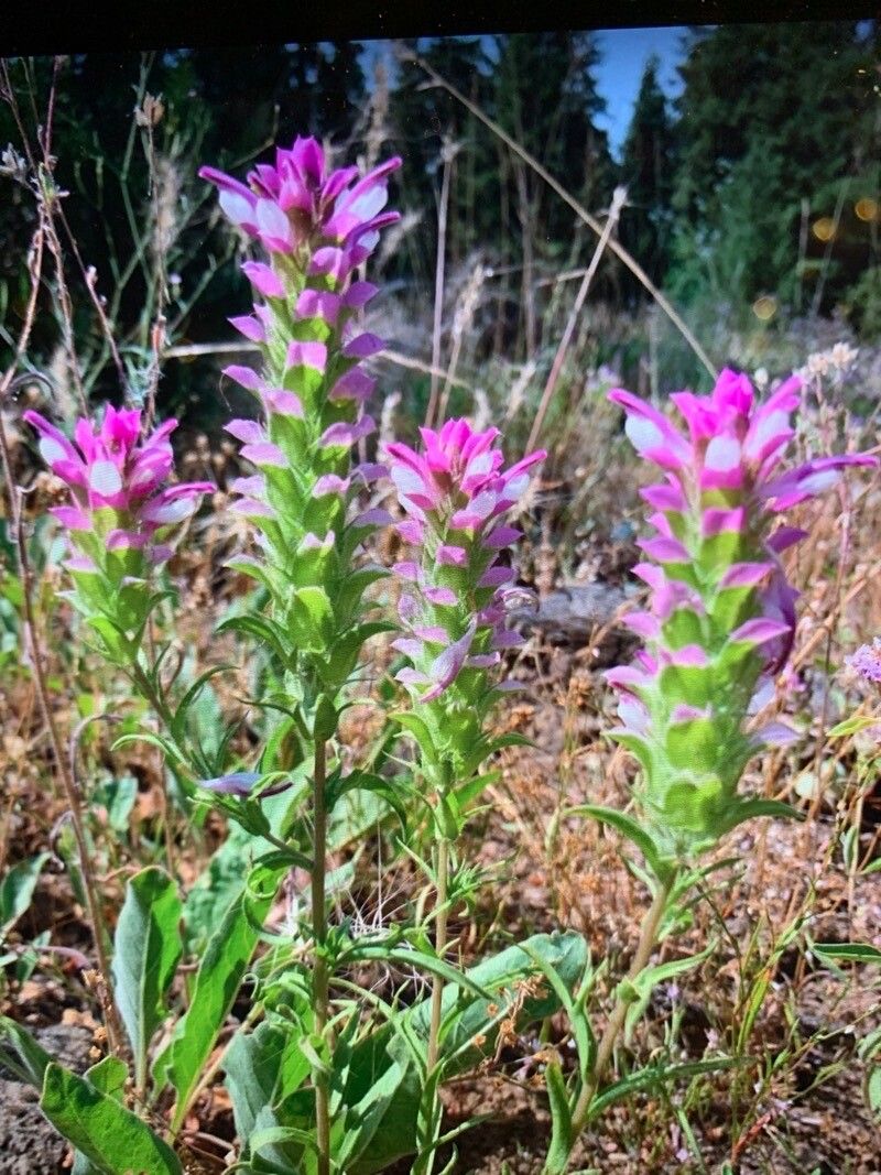 Orthocarpus cuspidatus flower