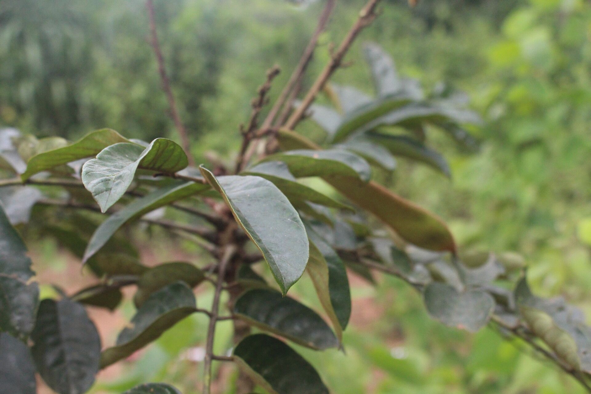 Millettia aboensis fruit