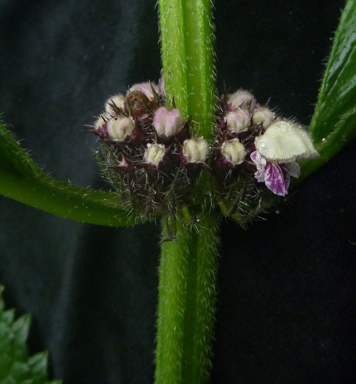 Phlomoides macrophylla — search result for 'Phlomoides'