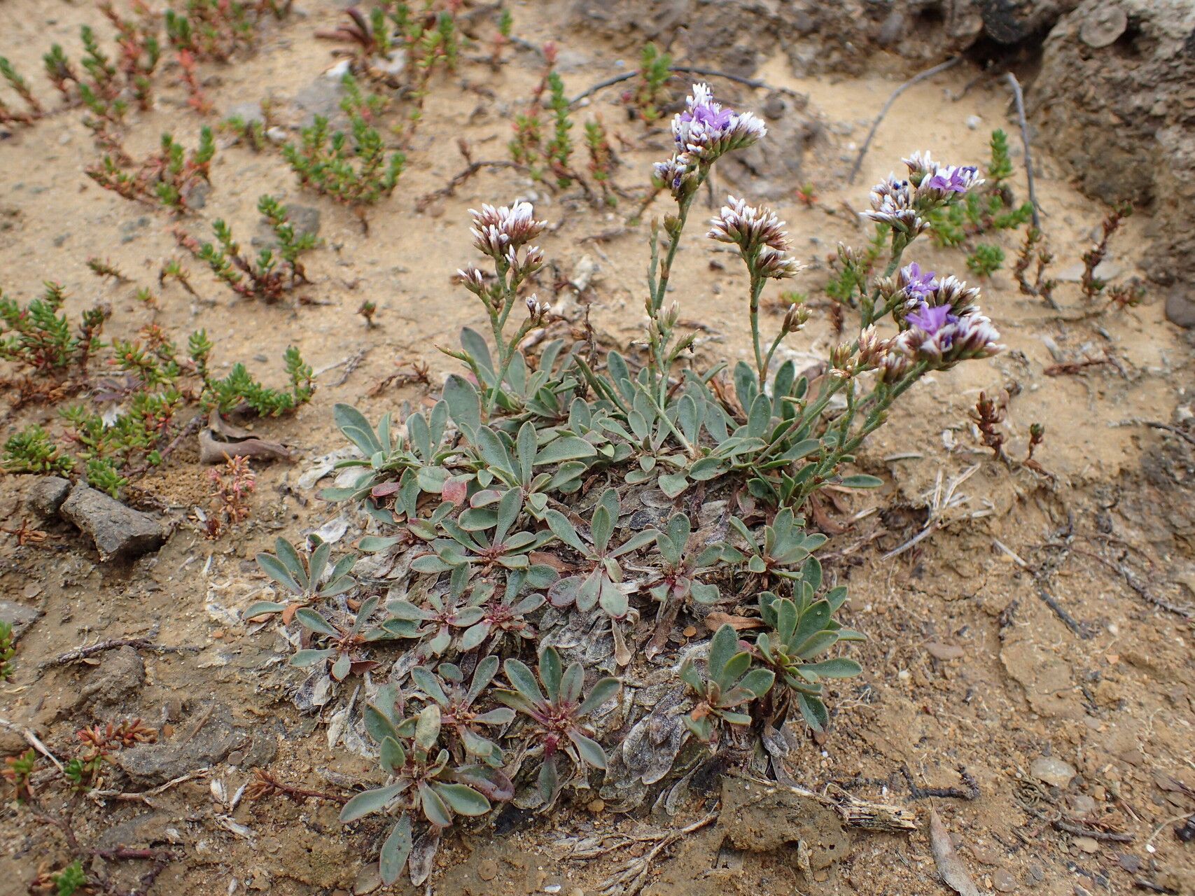 Limonium ramosissimum habit