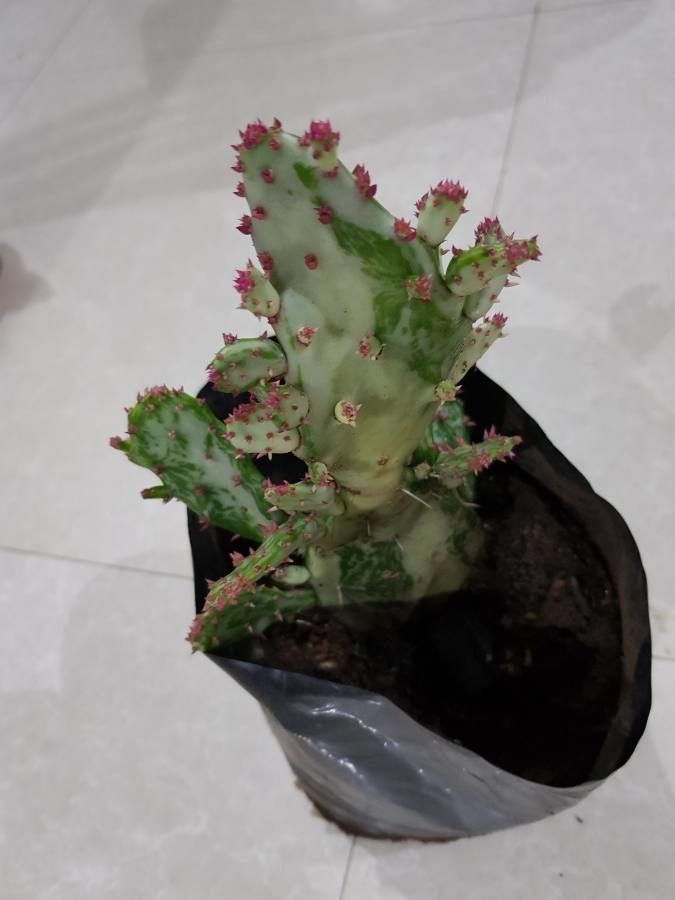 Opuntia triacantha — search result for 'Opuntia'