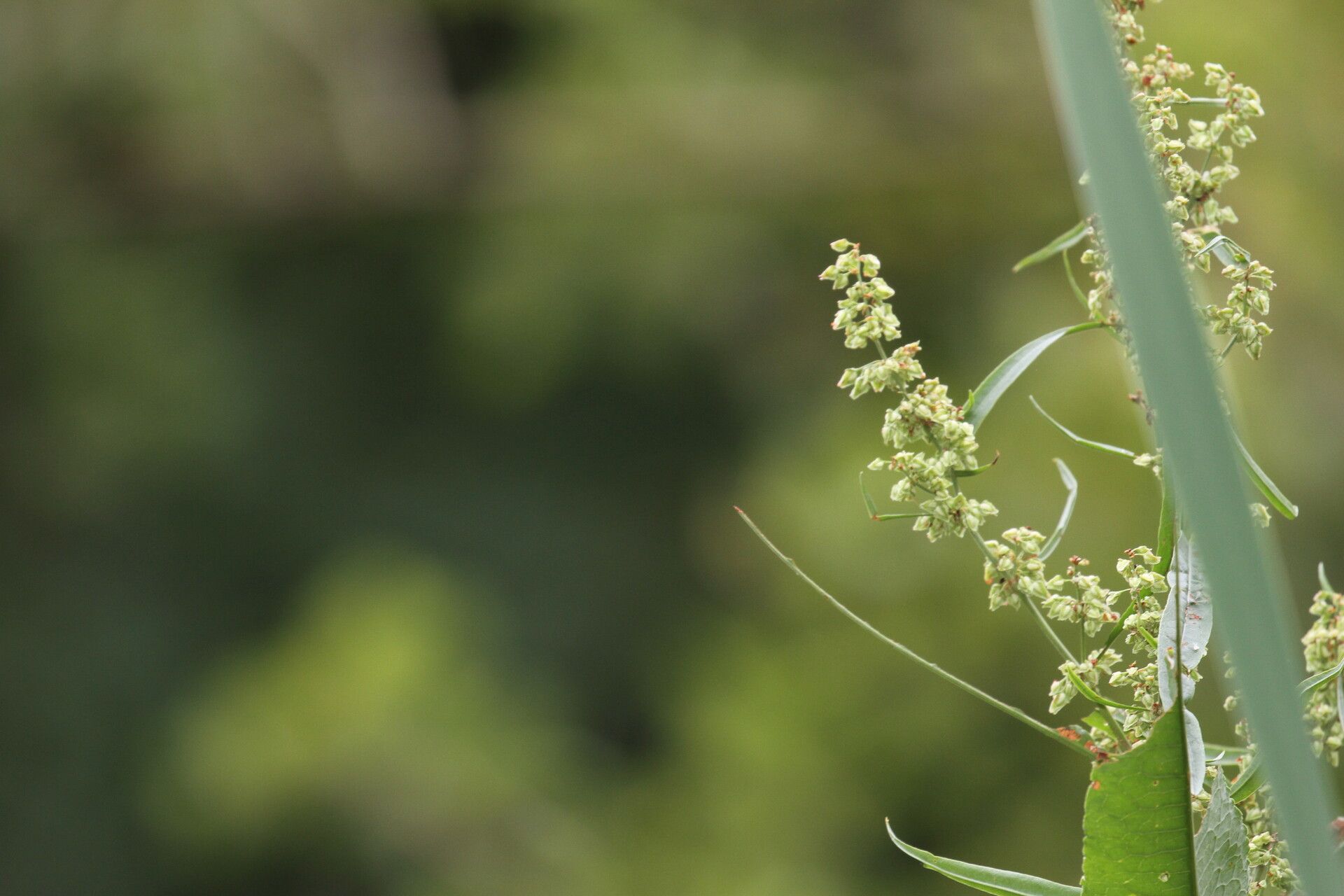 Rumex cristatus fruit