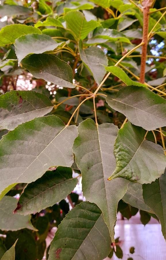 Handroanthus impetiginosus — search result for 'Paraguay'