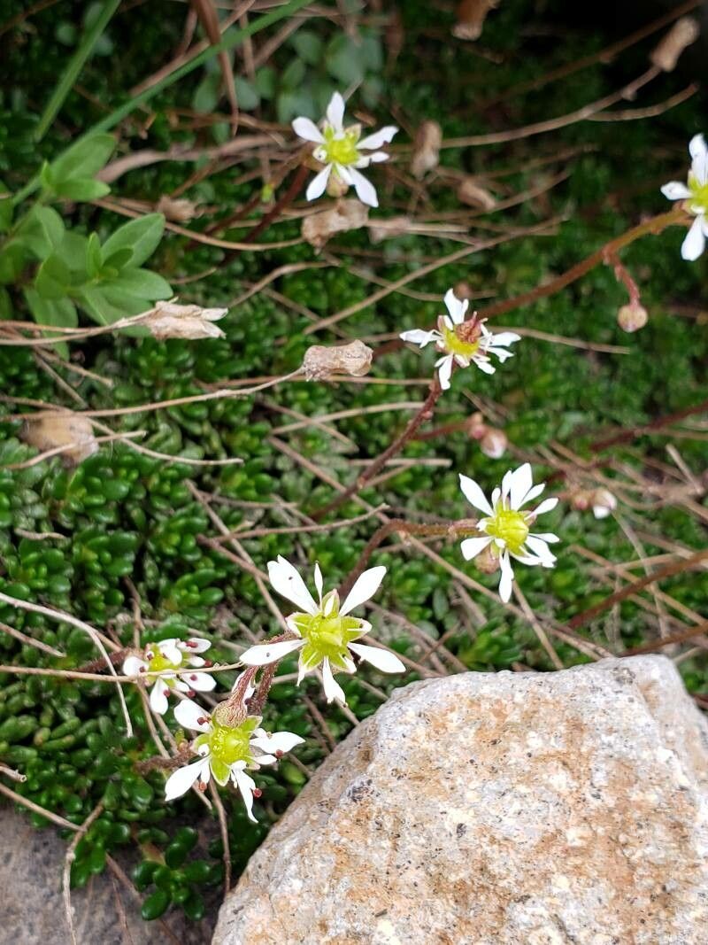 Saxifraga tolmiei — search result for 'Saxifraga'