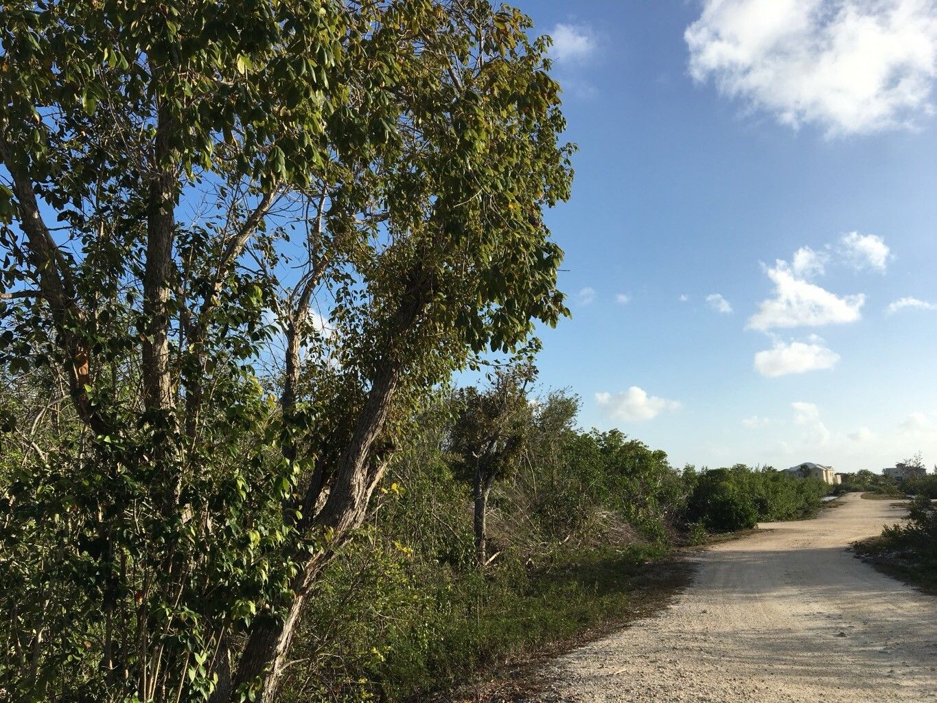 Picrodendron baccatum habit