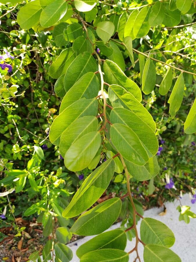 Cynophalla flexuosa — houseplant care guide