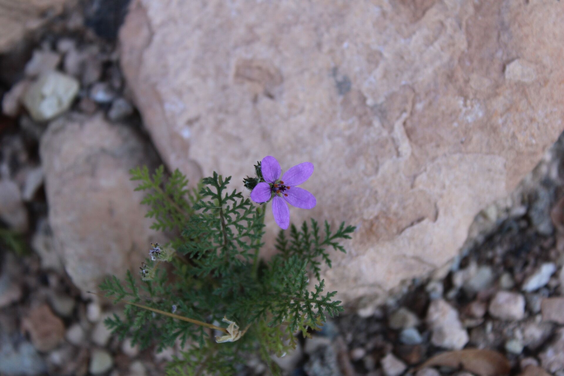 Erodium touchyanum flower