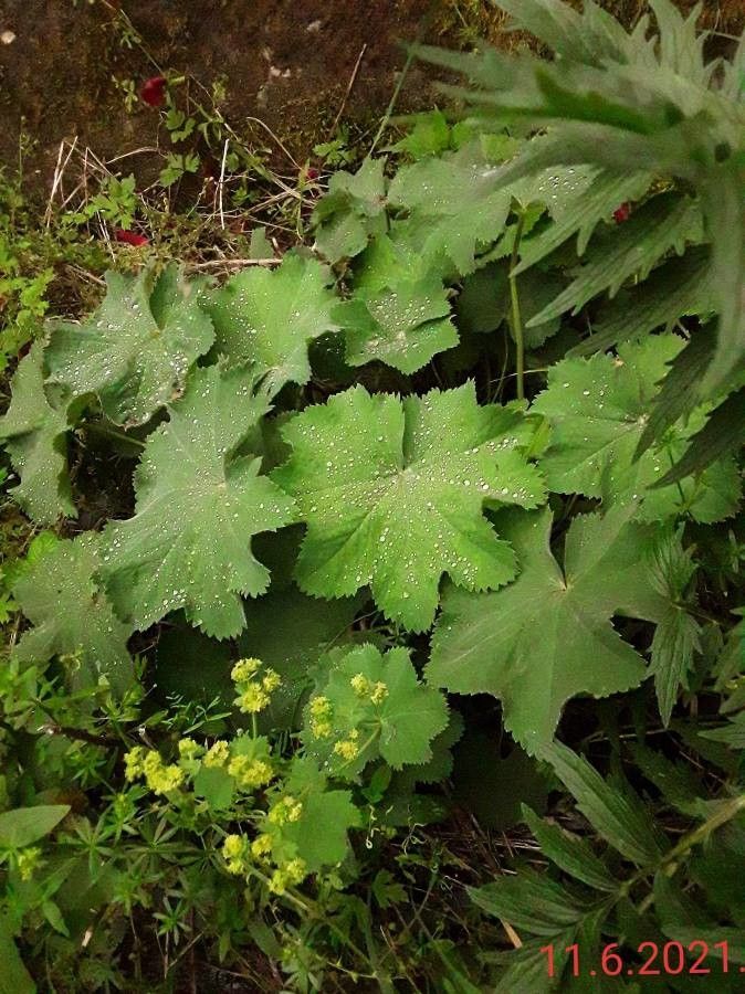 Alchemilla erythropoda flower