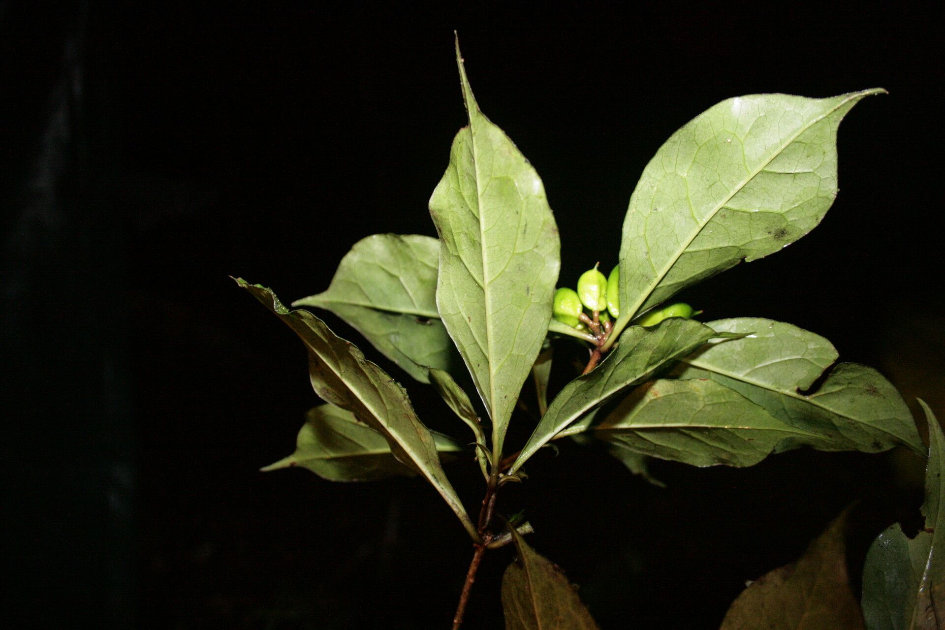 Pittosporum sinuatum leaf