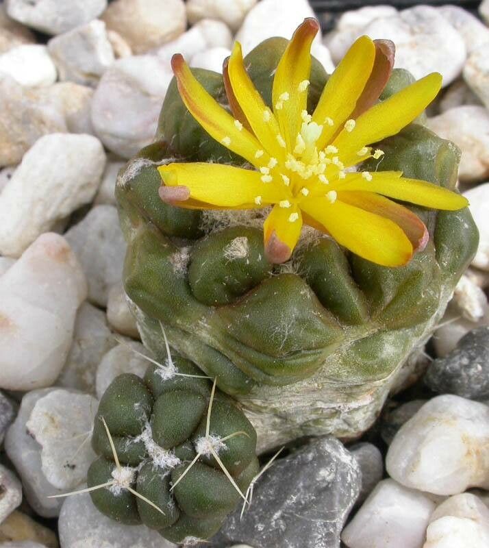 Rebutia cintia flower