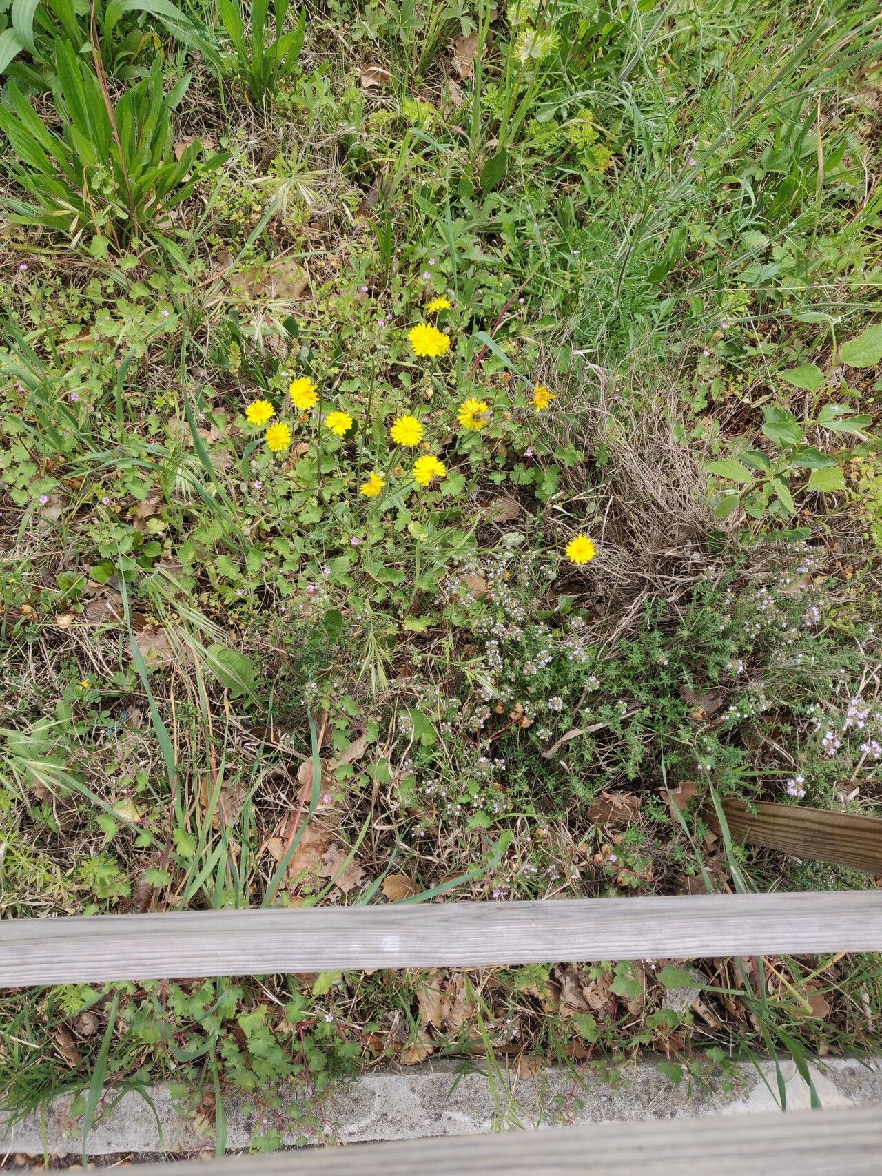 Sonchus pustulatus habit