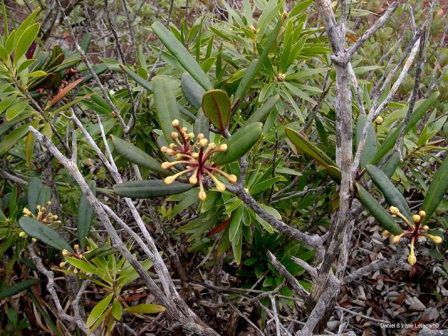 Baloghia brongniartii habit