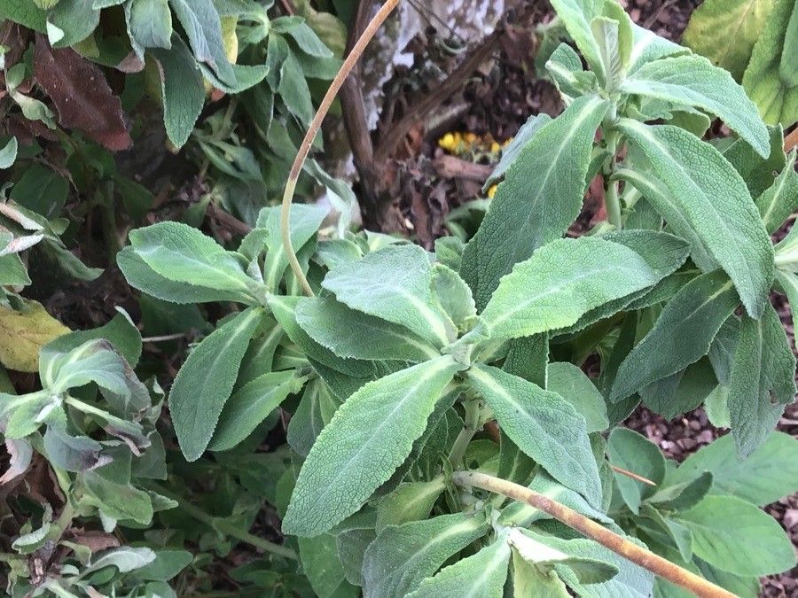 Calceolaria integrifolia — search result for 'Chile'