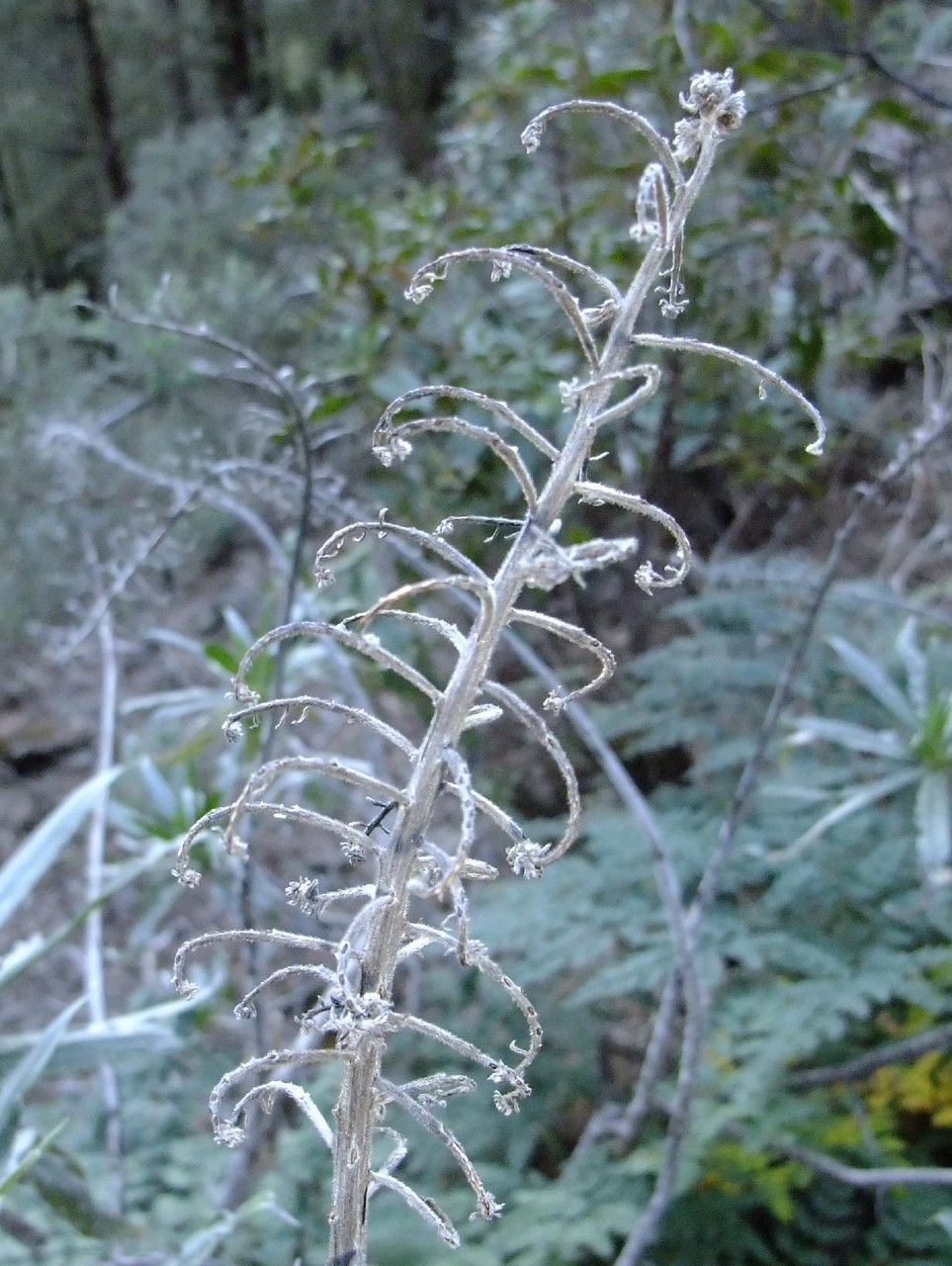 Echium virescens fruit