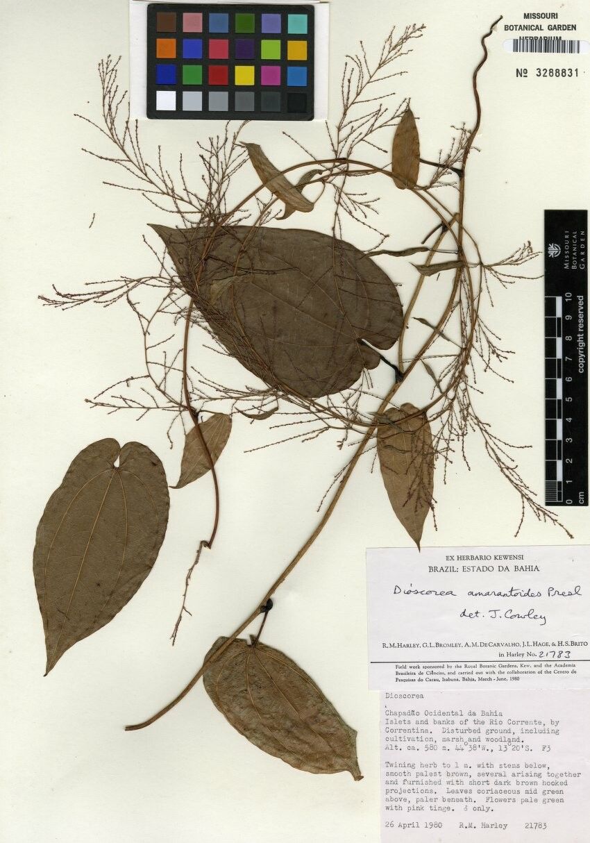 Dioscorea amaranthoides — related species from the same genus