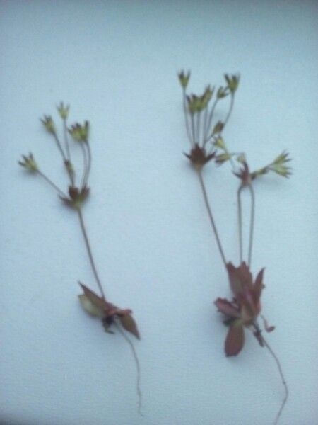 Androsace elongata other