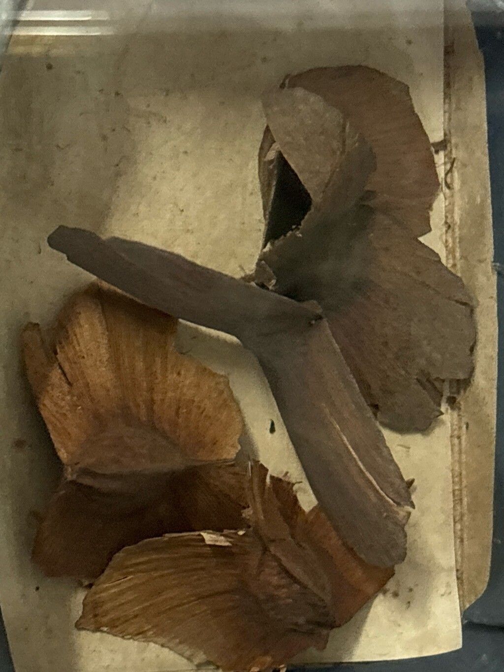 Terminalia bialata — search result for 'Terminalia'