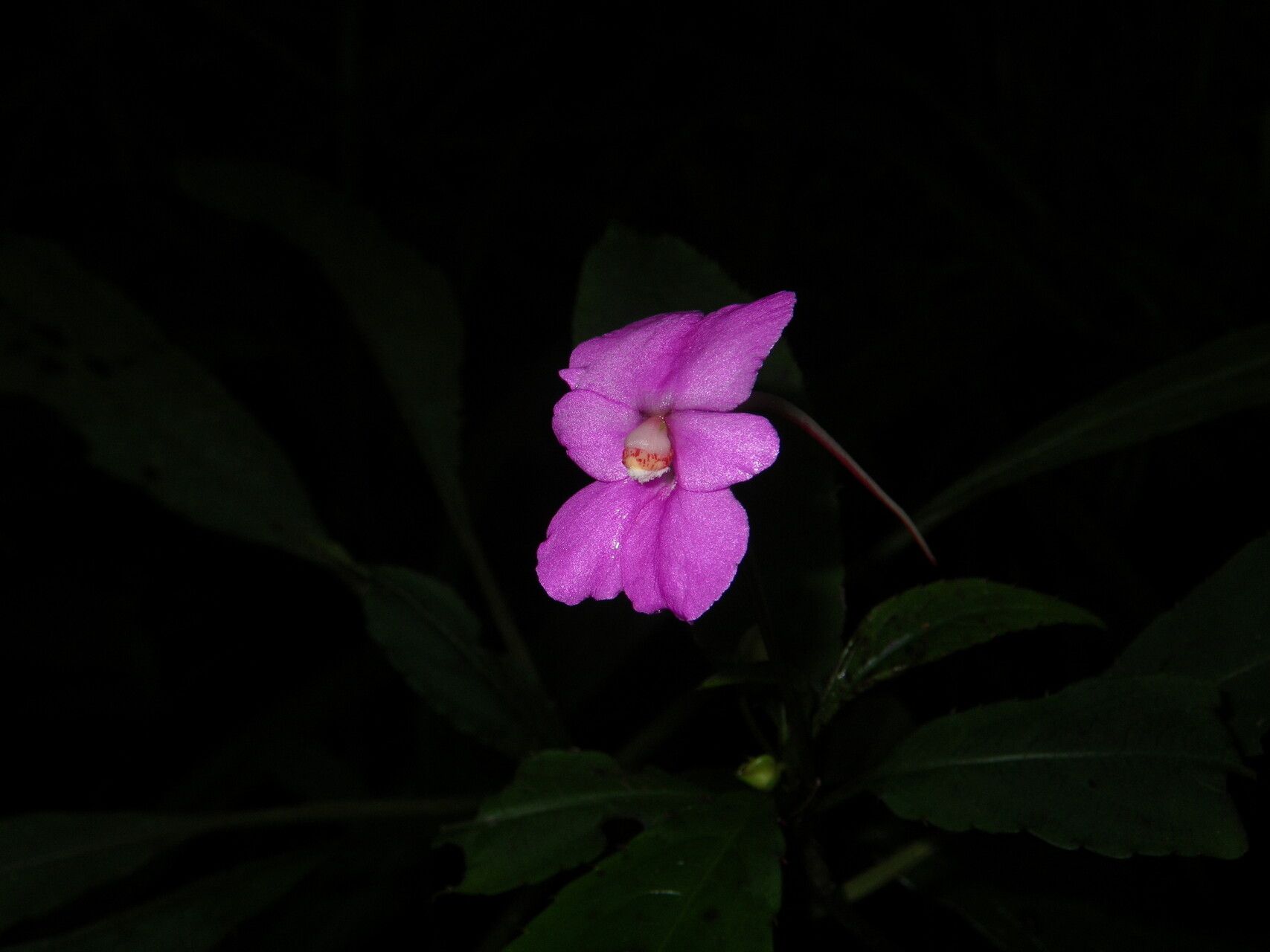 Impatiens lyallii — houseplant care guide